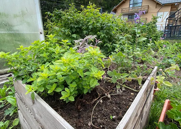 Dzika Roza בקתה שצ'קלארסקה פוראובה