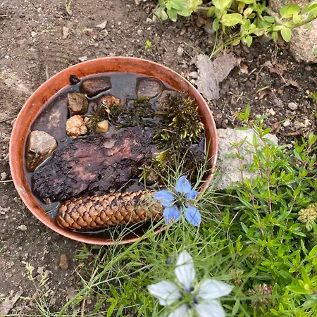 Dzika Roza בקתה שצ'קלארסקה פוראובה